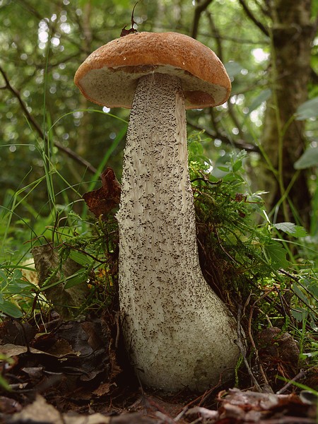 kozák žltooranžový Leccinum versipelle (Fr. & Hök) Snell