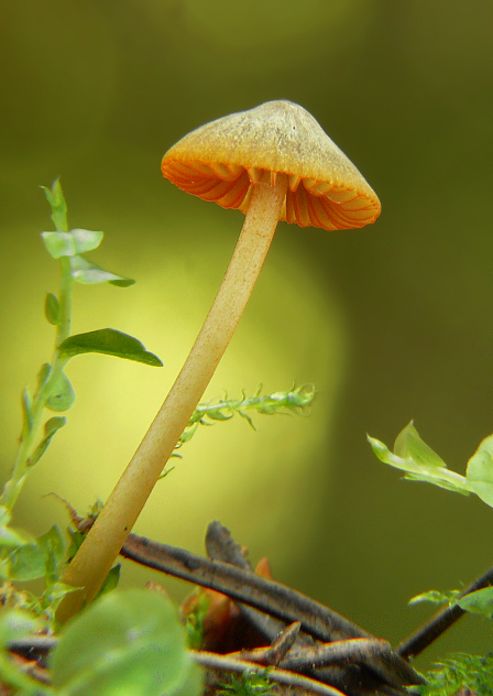 prilbička oranžovoobrúbená Mycena aurantiomarginata (Fr.) Quél.