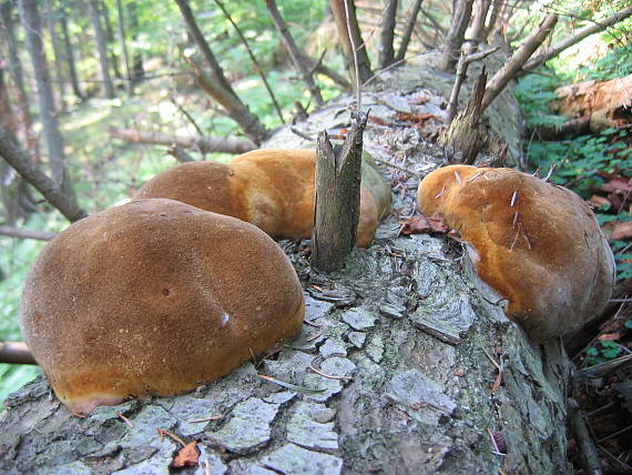 ohňovec Hartigov Phellinus hartigii (Allesch. & Schnabl) Pat.