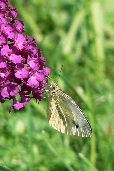 mlynárik kapustový Pieris brassicae