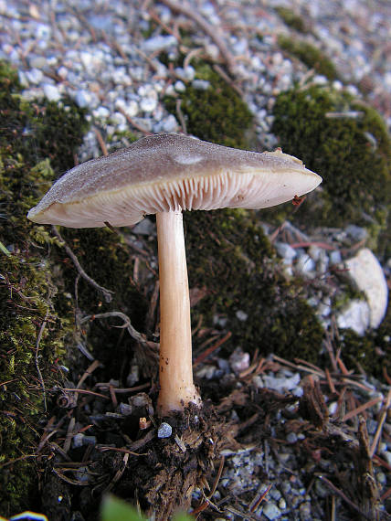 štítovka Pluteus sp.