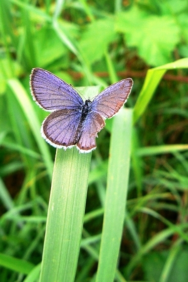 modráčik obyčajný Polymmatus icarus ROTT