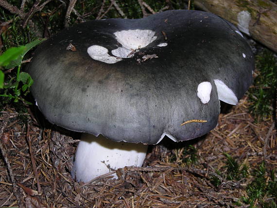 plávka olivová Russula olivacea (Schaeff.) Fr.