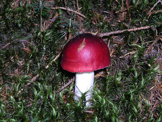 plávka ružovohlúbiková Russula roseipes Secr. ex Bres.