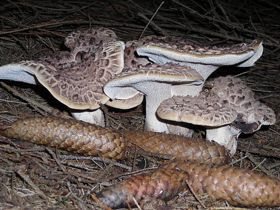 jelenkovec škridlicovitý Sarcodon imbricatus (L.) P. Karst.