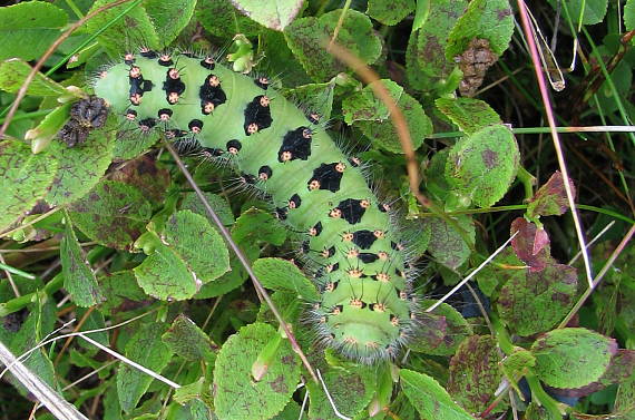 ... mňam...:-) Saturnia pavonia