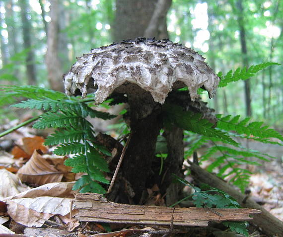 šiškovec šupinatý Strobilomyces strobilaceus (Scop.) Berk.