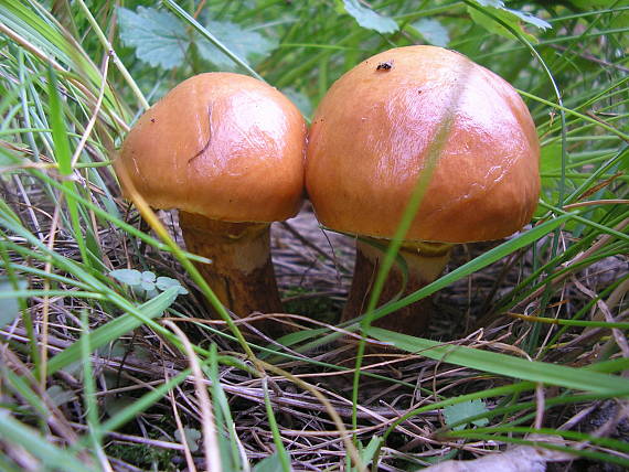 masliak smrekovcový Suillus grevillei (Klotzsch) Singer