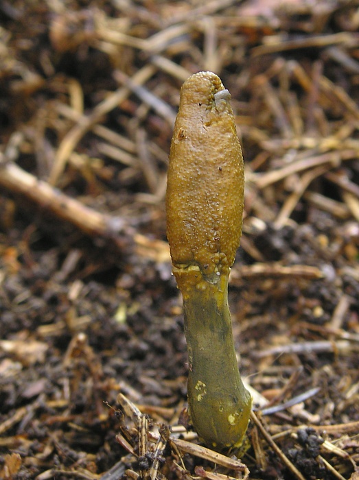 žezlovka srnková Tolypocladium ophioglossoides (J.F. Gmel.) Quandt, Kepler & Spatafora