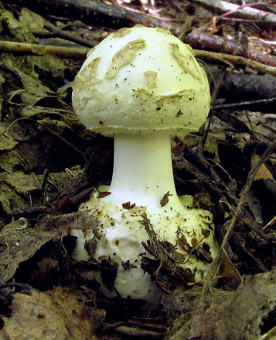 muchotrávka citrónovožltá Amanita citrina Pers.