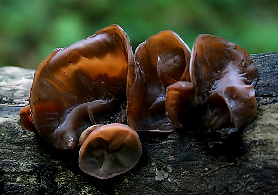 uchovec bazový Auricularia auricula-judae (Bull.) Quél.