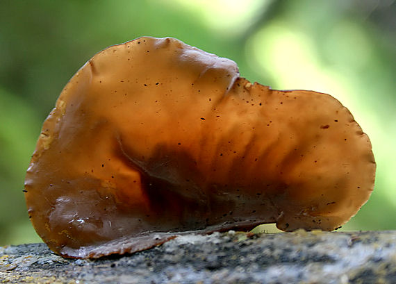 uchovec bazový Auricularia auricula-judae (Bull.) Quél.