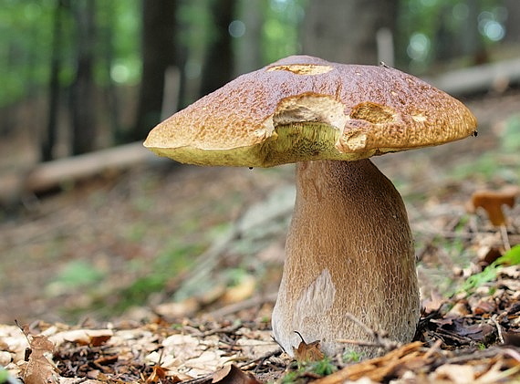 hríb smrekový Boletus edulis Bull.