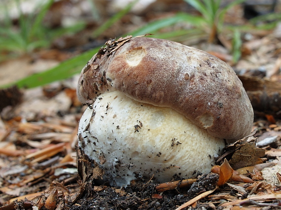 hríb sosnový Boletus pinophilus Pil. et Dermek in Pil.