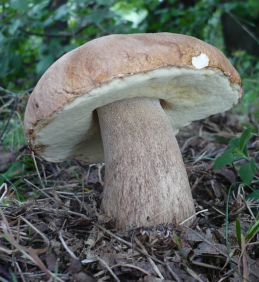 hríb dubový Boletus reticulatus Schaeff.