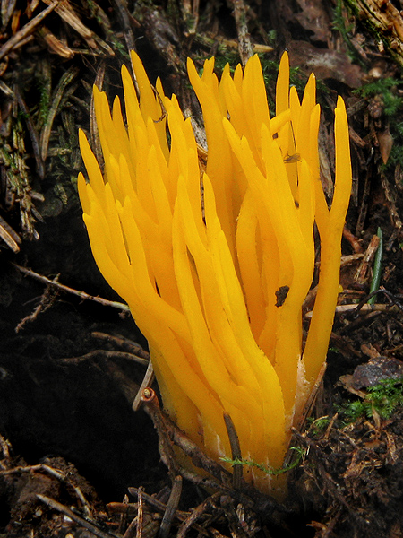 parôžkovec lepkavý Calocera viscosa (Pers.) Fr.