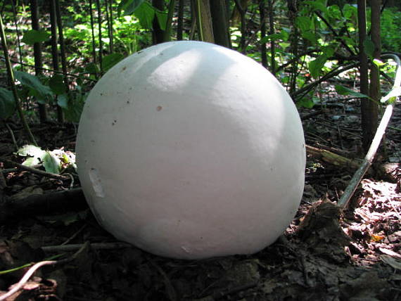 vatovec obrovský Calvatia gigantea (Batsch) Lloyd