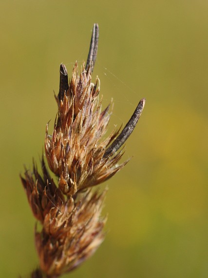 kyjanička Claviceps sp.