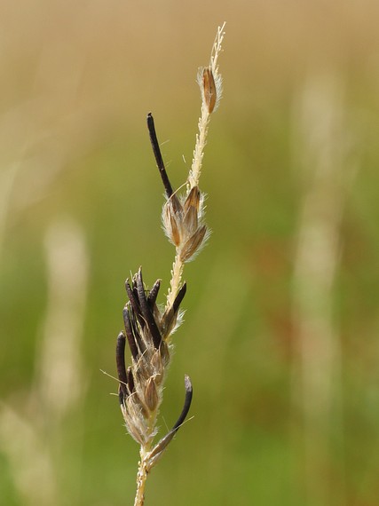 kyjanička Claviceps sp.