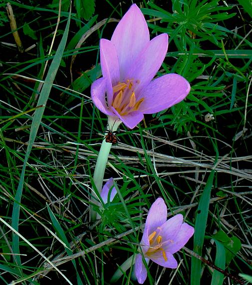 jesienka-posol jesene Colchicum autumnale