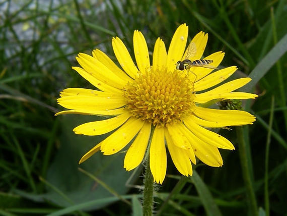 kamzičník chlpatý Doronicum stiriacum (Vill.) Dalla Torre