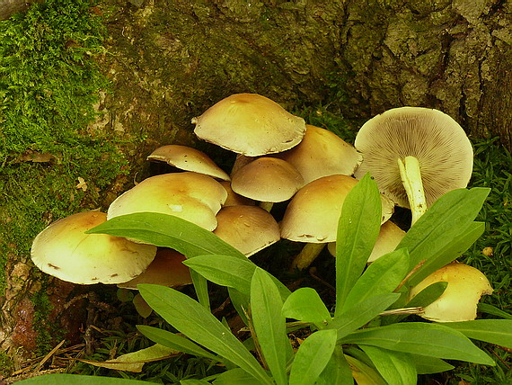 strapcovka zväzkovitá Hypholoma fasciculare (Huds.) P. Kumm.