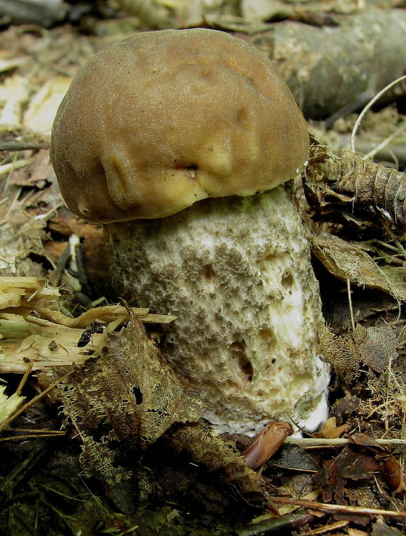 kozák hrabový Leccinum pseudoscabrum  (Kallenb.) Šutara