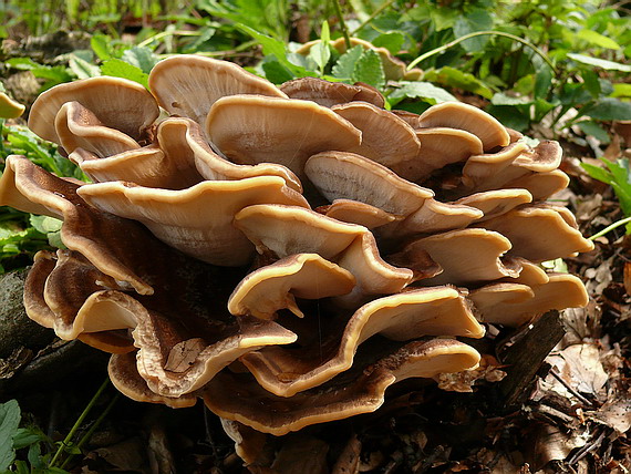 vejárovec obrovský Meripilus giganteus (Pers.) P. Karst.