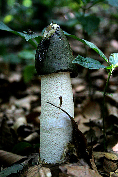 hadovka smradľavá Phallus impudicus L.