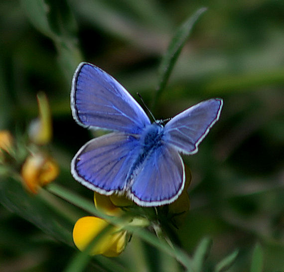 modráčik obyčajný Polyommatus icarus