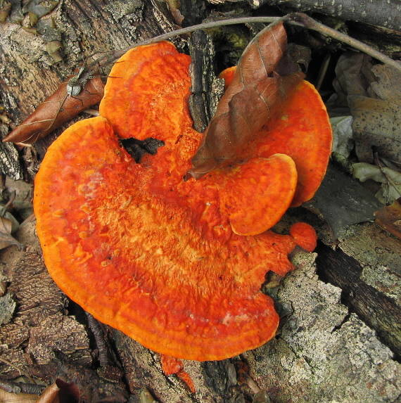 červenica rumelková Pycnoporus cinnabarinus (Jacq.) P. Karst.