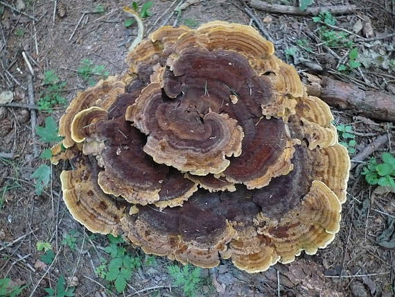 trúdnikovec pestrý Trametes versicolor (L.) Lloyd