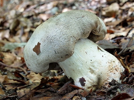 čírovka tigrovaná Tricholoma pardinum (Pers.) Quél.