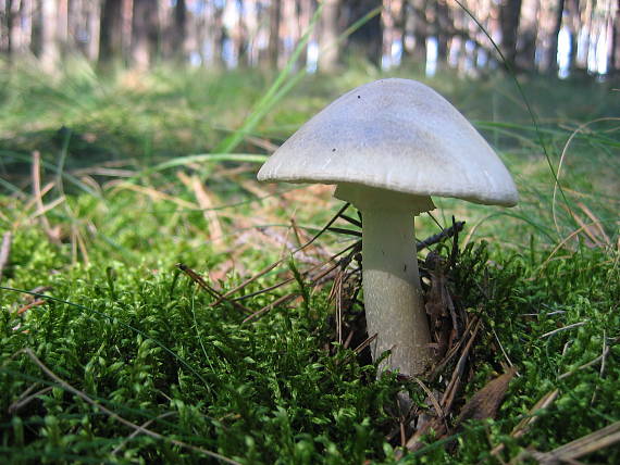 muchotrávka zelená Amanita phalloides (Vaill. ex Fr.) Link