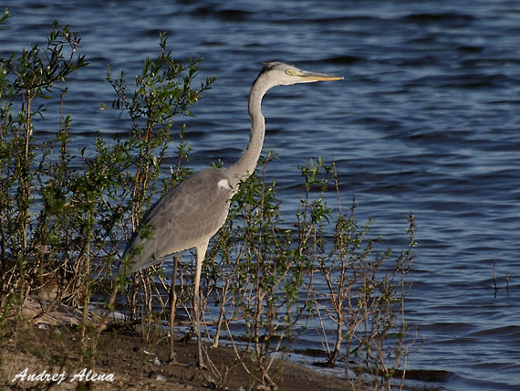 volavka popolavá Ardea cinerea