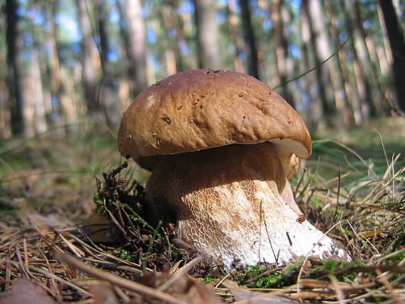 hríb smrekový Boletus edulis Bull.