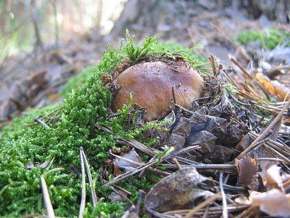 hríb smrekový - tak ma našli Boletus edulis Bull.