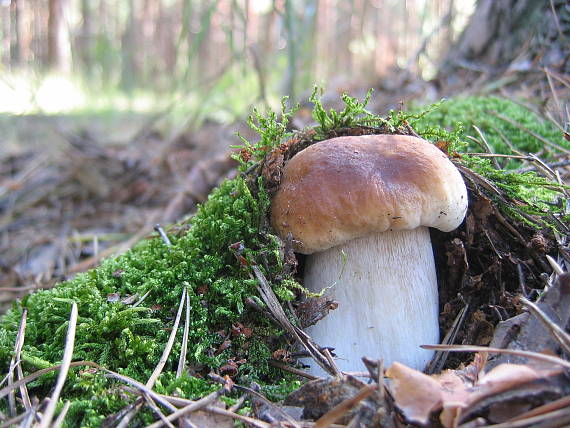 hríb smrekový - a takto vyzerám Boletus edulis Bull.