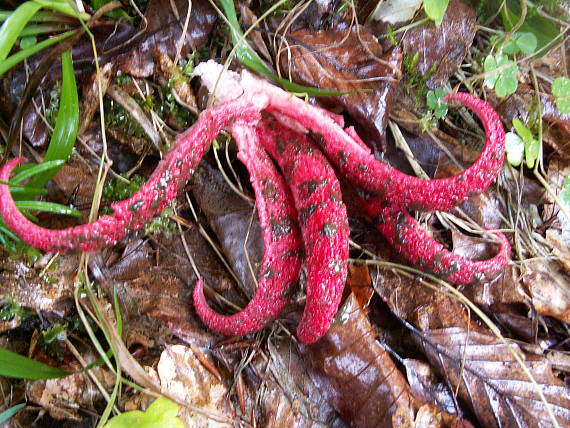 mrežovka kvetovitá Clathrus archeri (Berk.) Dring