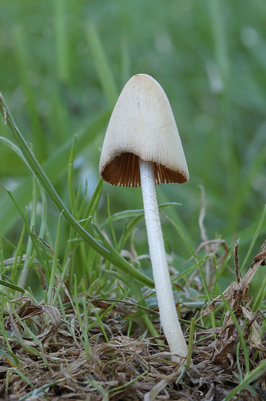 kapucňovec Conocybe sp.