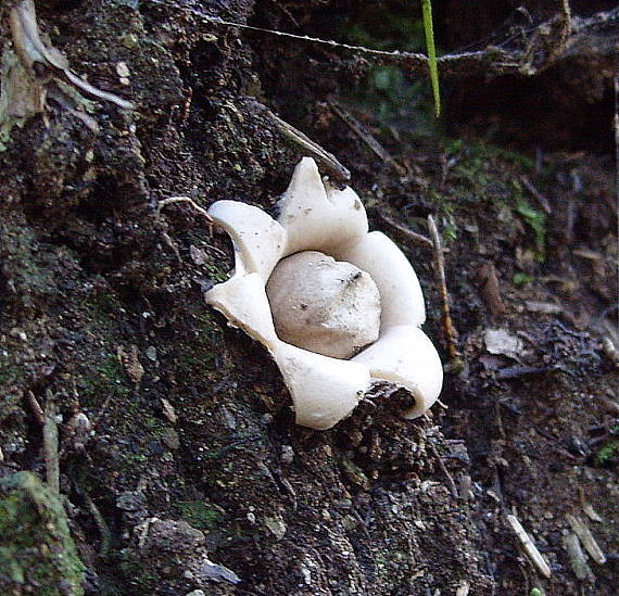 hviezdovka strapkatá Geastrum fimbriatum Fr.