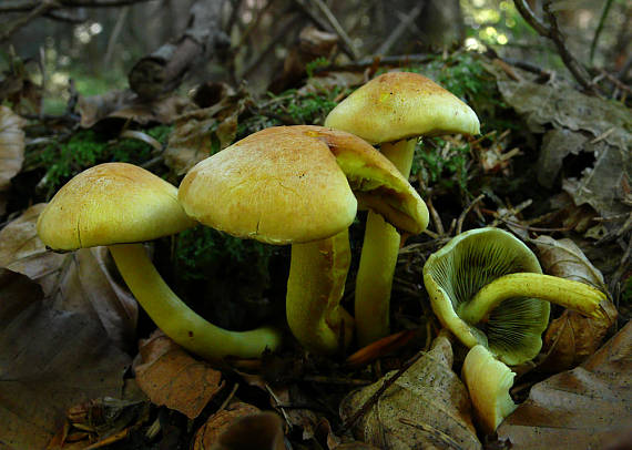 strapcovka zväzkovitá Hypholoma fasciculare (Huds.) P. Kumm.