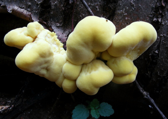 sírovec obyčajný Laetiporus sulphureus (Bull.) Murrill