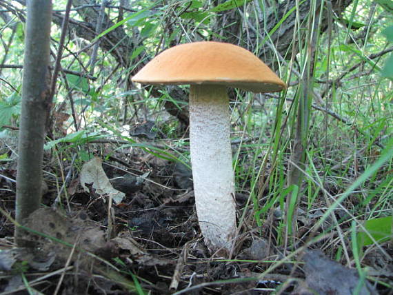 kozák osikový Leccinum albostipitatum den Bakker & Noordel.