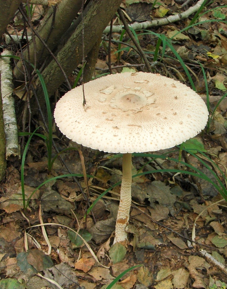 bedľa vysoká Macrolepiota procera (Scop.) Singer