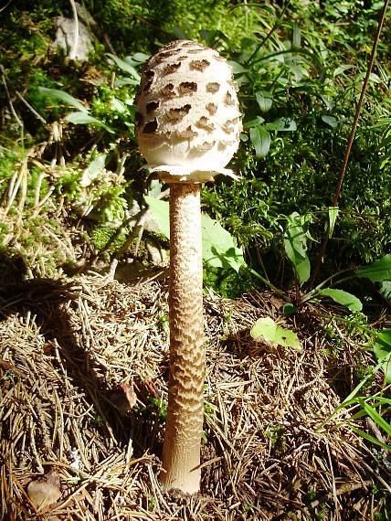 bedľa vysoká Macrolepiota procera (Scop.) Singer