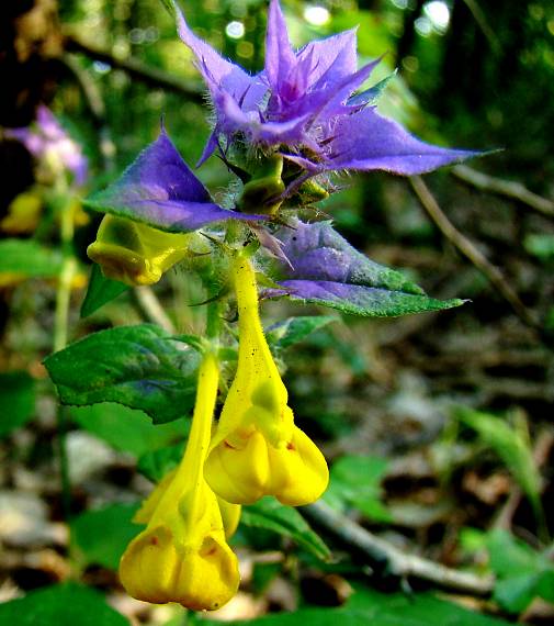 čermeľ hájny Melampyrum nemorosum L.