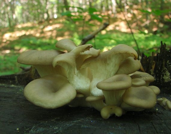 hliva ustricovitá Pleurotus ostreatus (Jacq.) P. Kumm.