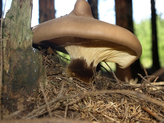 čechračka tmavohlúbiková Tapinella atrotomentosa (Batsch) Šutara