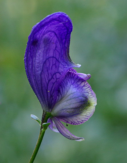 prilbica rôznofarebná - oměj pestrý  Aconitum variegatum L.